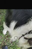DidogPet真皮狗狗項圈定制狗牌鈴鐺刻字防丟中型大型小型犬小狗圈寵物頸圈 棕色頭層牛皮項圈 XL碼（建議40-65斤） 曬單實(shí)拍圖