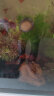 云峰海瑞黑壳虾清洁虾观赏虾 鱼缸水族箱水草缸清洁除藻淡水 虾螺蟹鱼清洁套餐 实拍图