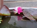 圍墻籬笆植物大葉北海道黃楊苗冬青樹(shù)苗四季常青耐寒庭院綠籬樹(shù)苗 北海道冬青30-40cm高【50顆】 曬單實(shí)拍圖