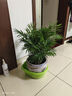 中夢(mèng)散尾葵盆栽 鳳尾竹室內客廳大型綠植 袖珍葉夏威夷盆景富貴椰花卉 50-70厘米高10顆 含盆（螺紋盆） 曬單實(shí)拍圖
