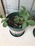 瑰瑋奶油草莓苗盆栽帶盆帶土種籽子可食用紅顏四季結果陽臺種植新苗秧 奶油草莓5顆（裸根苗泥漿發(fā)貨） 不含盆 曬單實拍圖