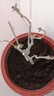 垣梔三角梅樹苗盆栽室內(nèi)陽臺爬藤植物勒杜鵑花苗重瓣大苗庭院 藍(lán)色妖姬 三年苗買兩顆送一顆 曬單實(shí)拍圖