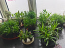 逸棵石竹苗 花卉植物四季種植庭院花多年生美國石竹海石竹 王朝改良紅3株小苗【高桿】 多年生 成品耐-20度 曬單實(shí)拍圖