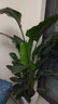 植男植女各種大綠植客廳盆栽落地真盆栽天堂鳥(niǎo)幸福辮子發(fā)財樹(shù)源頭直發(fā) 曬單實(shí)拍圖