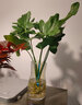 開(kāi)時(shí)果 春羽水培植物盆栽 ins清新風(fēng)水生春雨綠植水養盆景源頭直發(fā)包郵 春羽（30-35cm）北歐玻璃瓶 曬單實(shí)拍圖