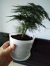 一名花匠文竹盆栽植物室內凈化空氣辦公室水培小綠植花卉大全盆景四季常青 白色螺紋[中盆文竹] 含盆 曬單實(shí)拍圖