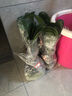 帶盆帶土6年大苗綠植盆栽室內(nèi)精品花卉君子蘭花苗花卉室內(nèi)花卉鮮花花卉室內(nèi)盆景盆栽綠植君子蘭苗素顏 德爾8-10片帶盆帶土 曬單實(shí)拍圖