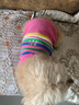 MIKI PAD狗狗衣服春秋條紋針織背心貓咪衣服寵物小型犬透氣比熊泰迪雪納瑞 彩虹條紋毛衣 L 胸圍43cm(參考體重10-15斤) 曬單實拍圖