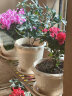 爱丽思（IRIS）花盆花瓶树脂复古浮雕波纹圆形多肉塑料阳台种植批发花盆 5号浅米色(口径15cm) 实拍图