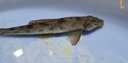 GW光威魚線 捍尊X4編PE線大力馬魚線100米水庫(kù)海釣線路亞線遠(yuǎn)投漁線漁具 1.5號(hào) 曬單實(shí)拍圖