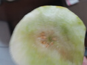馬保果東北八里香香瓜脆甜多汁新鮮當(dāng)季時令水果花蕾甜瓜脆瓜花姑娘香瓜 2斤顆顆精選 曬單實拍圖