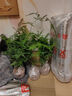 中夢(mèng)花卉盆栽水培植物室內花綠植水養盆栽 文竹1棵 不含盆 曬單實(shí)拍圖