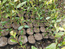 登越正宗茶葉苗龍井茶葉苗綠茶苗鐵觀音茶苗白茶樹苗毛尖茶苗綠化苗 龍井2年苗（5棵起拍） 20cm(含)-30cm(不含) 曬單實(shí)拍圖