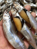?；蕿扯啻呼~ 大號 滿籽 生鮮魚類 燒烤食材新鮮多春魚 條條滿籽 1000g【量大滿足】 曬單實(shí)拍圖