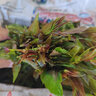 香椿芽新鮮野生頭茬紅油嫩芽露天冷鏈現(xiàn)貨3斤當(dāng)季野菜春芽香椿菜 優(yōu)選香椿芽3斤裝 曬單實(shí)拍圖