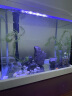 SEA STAR生态海 星小鱼缸客厅小型水族箱创意迷你玻璃家用懒人造景LED灯 500F标配（带20件套） 实拍图