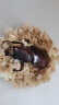 独角仙成虫【新虫】幼虫新手入门套餐宠物昆虫甲虫锹甲活体送说明 成虫6--7厘米公虫 晒单实拍图