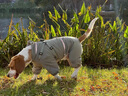 MOEPIE狗狗衣服冬季雪納瑞柴犬邊牧秋冬保暖棉衣四腳全包可牽引棉服 豆綠色 XL（推薦30-37斤） 曬單實拍圖