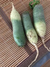 天津正宗沙窩水果蘿卜甜脆水果型新鮮現(xiàn)拔蘿卜生吃蔬菜綠羅卜 3斤 曬單實(shí)拍圖