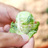 抱子甘藍種子孢子甘藍種籽小包菜卷心菜包心菜孑易種蔬菜種子大全 抱子甘藍種子【1包 約30?！?曬單實拍圖