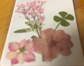 馨年干花樹(shù)葉書(shū)簽粘貼畫(huà)學(xué)生幼兒園兒童手工畫(huà)diy材料包真花秋天標本 DIY秋天楓葉【21片】 曬單實(shí)拍圖