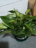 思蘭綠蘿盆栽大盆景室內新房吸除甲醛鮮活綠植物花卉長(cháng)藤大葉綠籮批發(fā) 180大綠加侖托盤(pán)綠蘿【4盆】10肥 曬單實(shí)拍圖