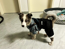 嬉皮狗（hipidog）四腳背帶小狗狗衣服冬季加厚小型幼犬雪納瑞比熊寵物泰迪冬款冬天 格紋牛仔 XS（建議體重1-3斤） 曬單實(shí)拍圖