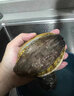 2頭鮑魚(yú)鮮活 大連福建皇金鮑特大鮑魚(yú) 鮮活發(fā)貨 1斤 包鮮保肥 【稀有2.5頭鮑】單只4兩，共2只 曬單實(shí)拍圖