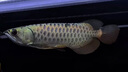金龍魚(yú)活魚(yú)幼苗龍魚(yú)觀(guān)賞魚(yú)練手過(guò)背印尼辣椒血紅龍魚(yú)苗小高背龍魚(yú) 24K純血統高背金龍 23-26CM（芯片證書(shū)齊全） 曬單實(shí)拍圖