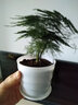 一名花匠文竹盆栽植物室內凈化空氣辦公室水培小綠植花卉大全盆景四季常青 白色螺紋[中盆文竹] 含盆 曬單實(shí)拍圖
