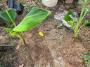 粉蕉苗香蕉苗樹(shù)苗南方矮化蕉抗寒南方紅香安南蕉帶土帶葉當年結果 粉蕉苗2棵 20-30高 曬單實(shí)拍圖