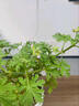 京悠雨德國品質(zhì)驅蚊草盆栽植物室外室內綠植祛蚊種籽子庭院香葉天竺葵開(kāi) 【驅蚊神器】驅蚊草小苗2盆(原土無(wú)盆)送肥料 含盆 曬單實(shí)拍圖