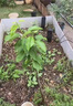 懶大姐石榴樹(shù)苗突尼斯軟籽車(chē)厘子樹(shù)苗紅石榴盆栽庭院水果樹(shù)特大帶土果苗 車(chē)厘子（6年苗當年結果） 曬單實(shí)拍圖