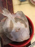 道樓鮮閣多寶魚(yú)鮮活比目魚(yú)大菱鲆海鮮魚(yú)類(lèi)水產(chǎn)冷凍海鮮多寶魚(yú) 1.7斤/條 簡(jiǎn)裝 850g 曬單實(shí)拍圖