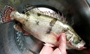樂(lè )食港【活鮮】 鮮活桂魚(yú) 鱖魚(yú)桂花魚(yú)活鮮 海鮮水產(chǎn)魚(yú)類(lèi) 活魚(yú) 活桂魚(yú)1.8-2斤/1條 曬單實(shí)拍圖
