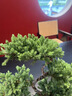 自然空間真柏盆景植物盆栽禮品/日照金山五層真柏+225長座+李白舟源頭直發(fā) 曬單實拍圖