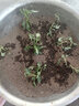 速生雞毛菜種子小油菜小白菜生長快易種植盆栽陽臺庭院耐熱抗寒 原裝雞毛菜3包 曬單實拍圖