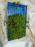 云峰海瑞 魚缸造景真活體水草草坪水草種子魚缸草缸造景水族箱裝飾前景 迷你矮珍珠盒（長方盒）1盒 曬單實(shí)拍圖