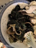 漁人百味鹽漬海帶頭5斤新鮮食材厚海帶海白菜榮成海帶片海帶絲海帶苗3/1斤 2500g 簡裝 鹽漬小海帶苗 曬單實(shí)拍圖