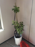 臨雅鴨腳木客廳大盆栽室內(nèi)陽臺造型綠植物鴨掌木鵝掌財落地式大型擺件 造型鴨腳木1.4-1.6米+鉆石盆 曬單實拍圖