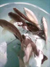 果酸釣魚小藥大全黑坑野釣專用鯽魚鯉魚羅非添劑餌料千里香窩料 特濃縮果酸小藥50ml(1瓶裝) 曬單實拍圖