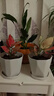 格調(diào)生活如意皇后吉利紅盆栽綠植花卉室內(nèi)客廳水培好養(yǎng)北歐風(fēng)四季常青綠蘿 如意+吉利紅+白掌+液 不含盆 曬單實(shí)拍圖