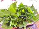 金邊蘭水培養(yǎng)植物室內(nèi)原土花卉盆栽辦公室桌面綠植客廳植物Y 金邊吊蘭原盆土 曬單實(shí)拍圖
