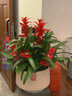 綠韻花田【2小時(shí)達】鴻運當頭盆栽植物四季花卉綠植開(kāi)業(yè)喬遷送禮大展宏圖 單株鴻運當頭A款 曬單實(shí)拍圖