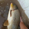 博菲特日本原絲虞美人500米魚線主線海竿線遠投拋磯線尼龍線釣魚線子線 【500米/盤】透明色 2.0號 曬單實拍圖