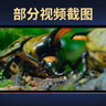 小小世界U盤(pán)紀錄片u盤(pán)微觀(guān)世界動(dòng)物世界超清視頻通用大容量?jì)?yōu)盤(pán) 隨機 小小世界紀錄片12集全套國語(yǔ)版 曬單實(shí)拍圖