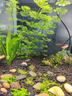 【巴西進(jìn)口寶蓮燈魚(yú)】燈科活魚(yú)紅綠燈魚(yú)觀賞魚(yú)苗淡水魚(yú)種魚(yú)熱帶魚(yú) 1.5-2cm巴西寶蓮燈5條 曬單實(shí)拍圖