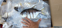 湛江特產(chǎn)金鯧魚(yú)干一夜埕金昌魚(yú)風(fēng)干黃特鯧咸魚(yú)金槍魚(yú)干海產(chǎn)品干貨 250-300g/條（5條裝） 曬單實(shí)拍圖
