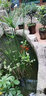 FFCLEANER硝化細菌魚(yú)池專(zhuān)用錦鯉池大桶生物活菌硝化菌凈水除腥em活性消化菌 除藻王5L/桶 曬單實(shí)拍圖