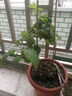 虹越（HONGYUE）樹(shù)莓盆栽苗 多季掛果覆盆子黑莓水果樹(shù)苗花園庭院多年生好養果苗 【雙季黑莓】“冰甜